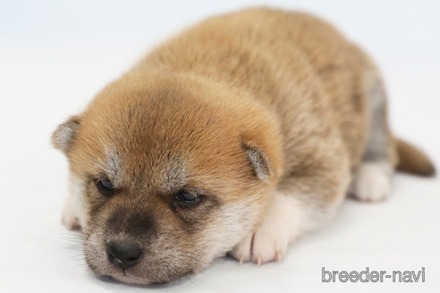 成約済の神奈川県の柴犬-342784の1枚目